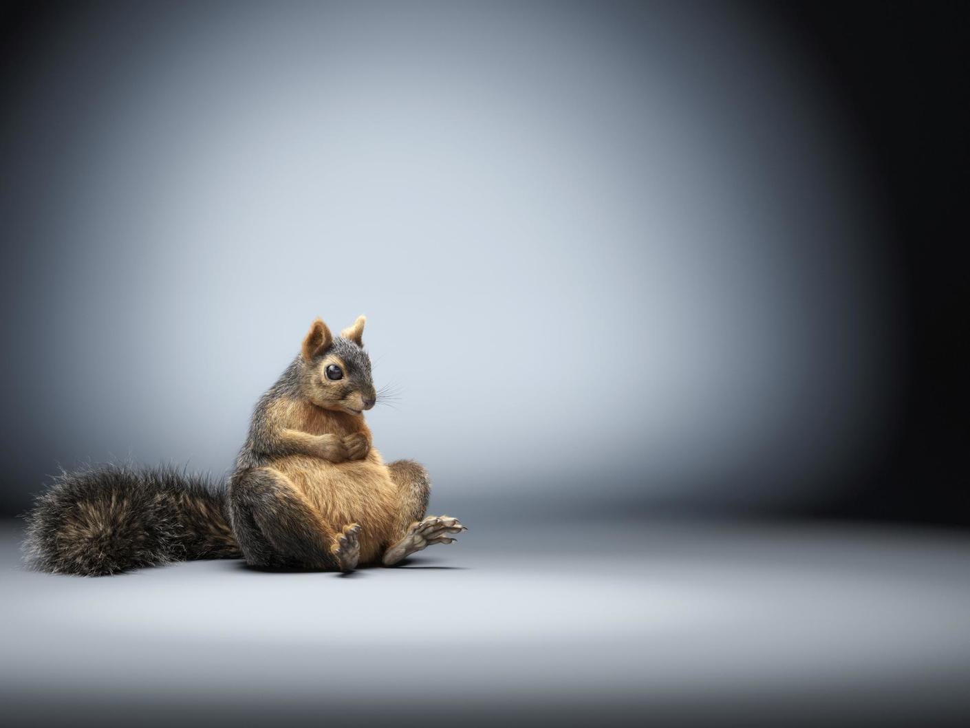 https://static.chaos.com/gallery_images/images/000/000/120/gallery_image/lorett-foth-squirrel-art-vray-3ds-max.jpg?1518068683