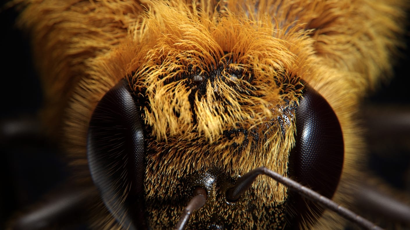 https://static.chaos.com/gallery_images/images/000/000/241/gallery_image/dabarti-studio-bee-front-art-vray-3ds-max-gpu.jpeg?1518068914