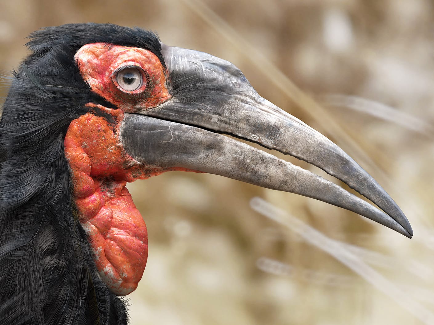 https://static.chaos.com/gallery_images/images/000/000/263/gallery_image/leandre-hounnake-southern-hornbill-art-vray-3ds-max.jpg?1518068998