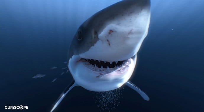 hamilton-kidd-great-white-sharks-vr-advertising-vray-maya-01.jpg