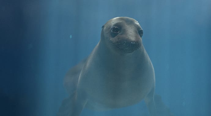 Underwater 3D sea lion created for O2 couples campaign by alien studio rendered using 3ds Max and V-Ray
