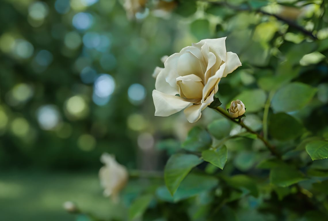 10yearslater-roses-teodor-vladov-1140x769.jpg