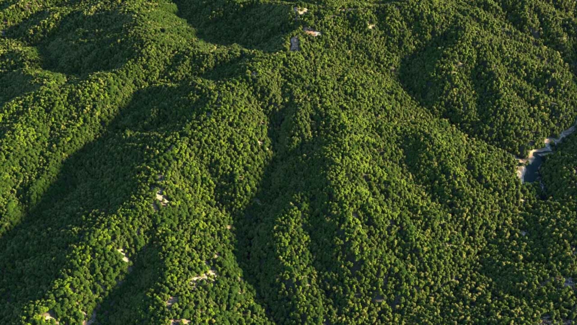 Final_render_dense_forrest_in_Corona.jpg