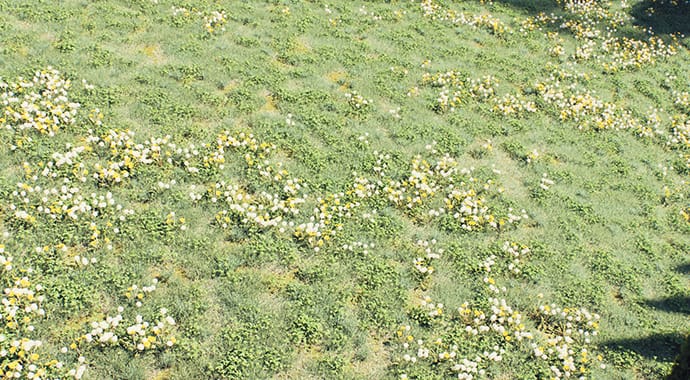 feature-thumb-scatter-density-vantage-2.7-690x380.jpg