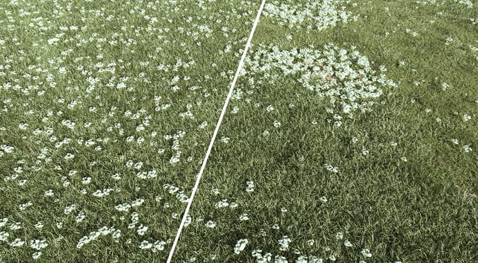 thumb-corona-scatter-1410x800.jpg