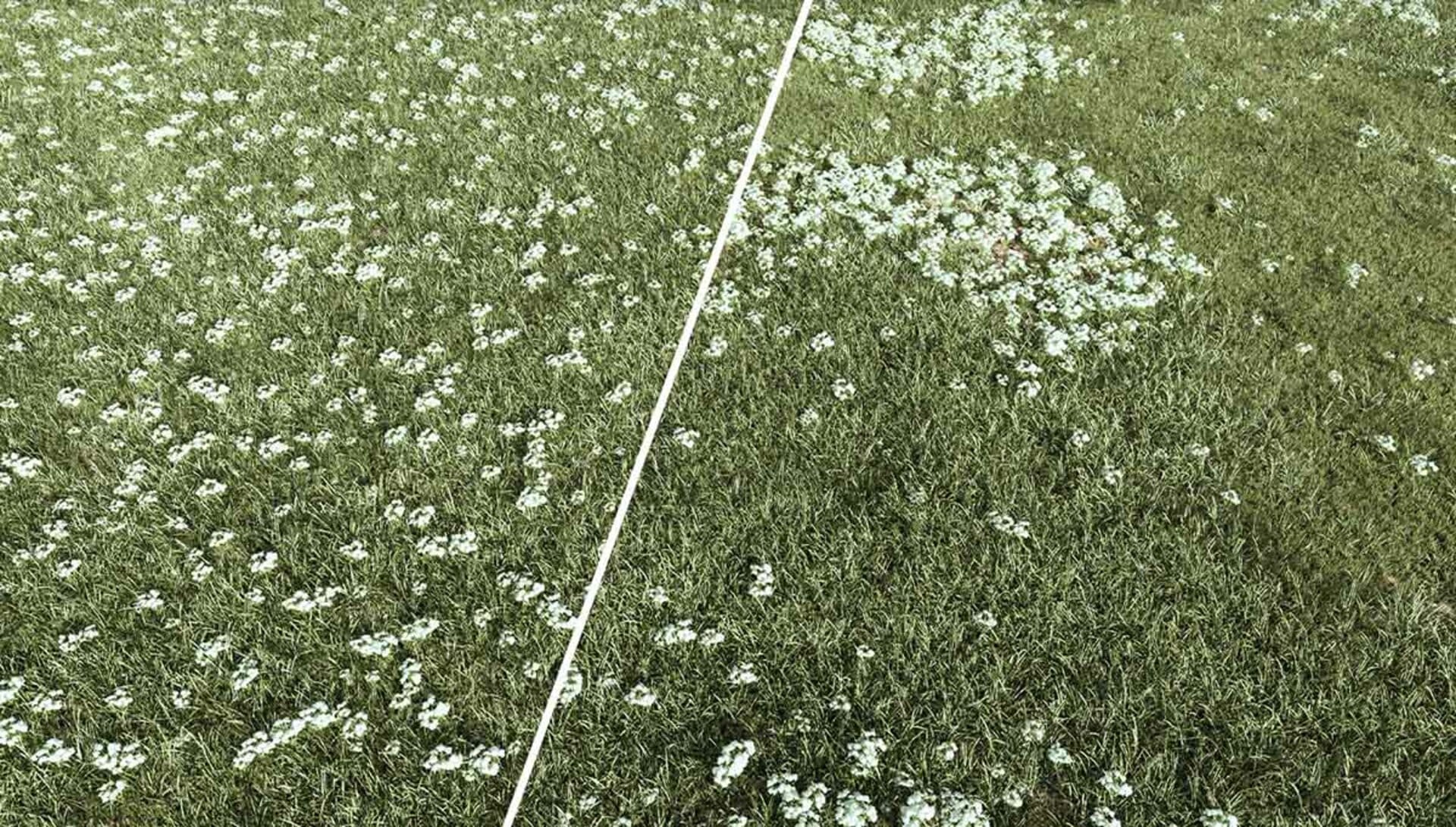 Scatter_clusters_in_Corona_renderer_with_grass_and_flower.jpg